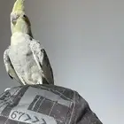 كروان ذكر وأنثى كامله مع أغراضها للبيع