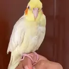 كروان لاتينو اليف عيرن حمر