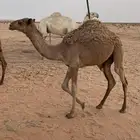 بكره للبيع