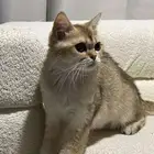 للبيع قطط سكوتش