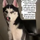 كلب هاسكي للتبني ب شروط