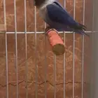 ذكر طير فيشر