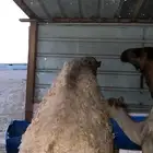 حشو طيبه