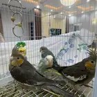 روز وكروان اليف