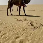 للبيع ضروبه كفو