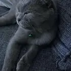 قطة ضايعه فالربوه من يجدها يتواصل معايا واتساب