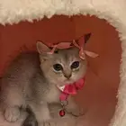 قطوه انثى مع اغراضها