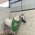 فرس من نوادر الشعبيات