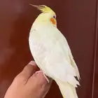 ببغاء اليف كروان لاتينو عيون حمر