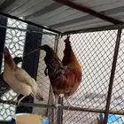 ديك عربي كفو