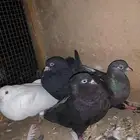 حمام قطايف