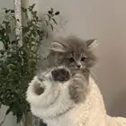 قطوه نوعها ذكر بيكي بيرشن معى بعض مسلتزماتها