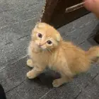 سكوتش فولد والاب بلدي (للبيع)