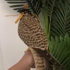 للبيع طير