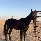 حصان انجليزي يصلح للمتدربين المبتدئين