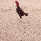 ديك سندي شرس