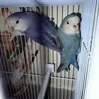 للبيع فروخ روز