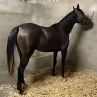 فرش دهماء شيخه
