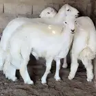 خرفان للبيع مشروع فحول