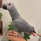 فرخ كاسكو اليف جدا