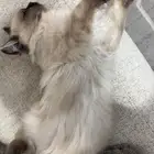 قطط صغيره