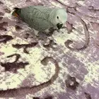 ببغاء كاسكو