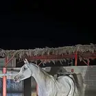 حصان واهو حصان اصفر