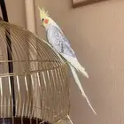 ببغاء كروان انثى