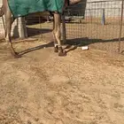 للبيع بعير اصفر