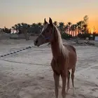 مهر العمر 9 شهور