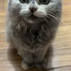 قطه سكوتش للبيع