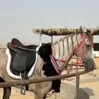 فرس شعبيه سبق