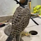 بأشق للبيع