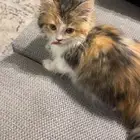 قطه صغيره للبيع مستعجل