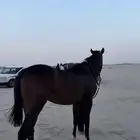 حصان شعبي