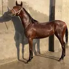 مهره شعبيه تنافس الواهو لعوبه