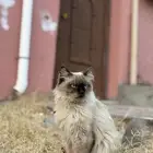 بسة للبيع أليفة ولونها حلو البيع على السوم الموقع الطائف