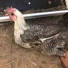 سلام عليكم اعرض لكم دجاج عدد 2