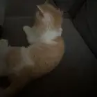 قطه