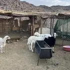 ضان للبيع