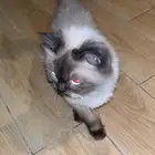 قطو