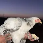 دجاج براهما وعربي