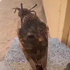باز للبيع