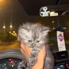 للبيع شيرازي