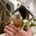 كنيور اناناس