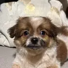 بومريان و شيتزو عمره شهرين يحب العب و معه اغراضه صحته ممتاز