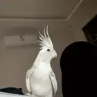 ببغاء كروان هولندي