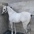 حصان واهو