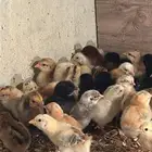 متوفر لدينا صيصان دجاج البلدي . العداد مفتوح.