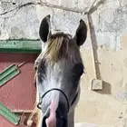 مهره شيخه